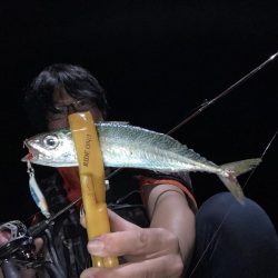 A.P.Pフィッシングガイドサービス　アオリイカはエギに反応渋り、子アジが増えているなかサバのRIDEON！